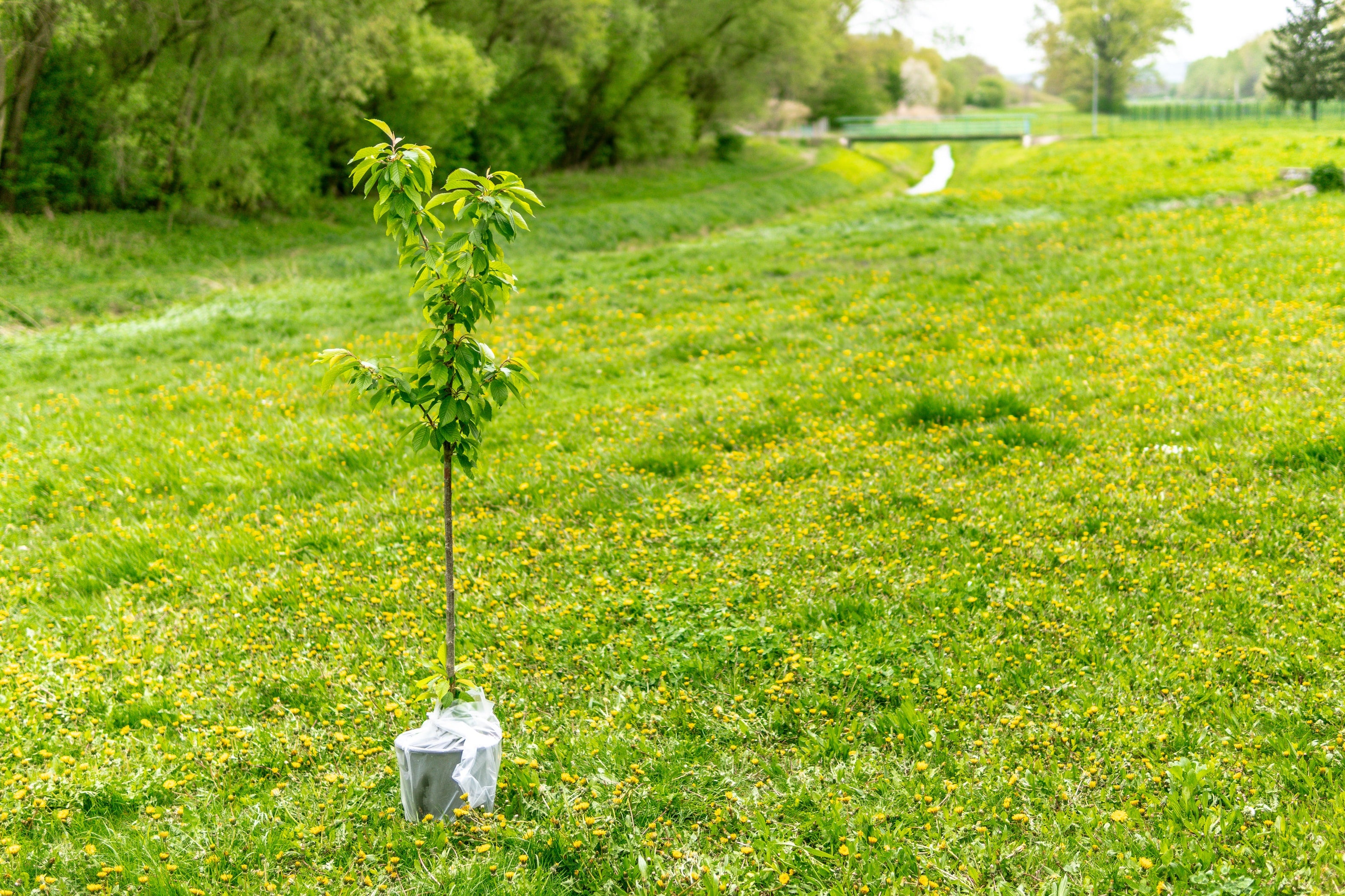 small potted tree sitting in a field with a bridge and forrest in the background